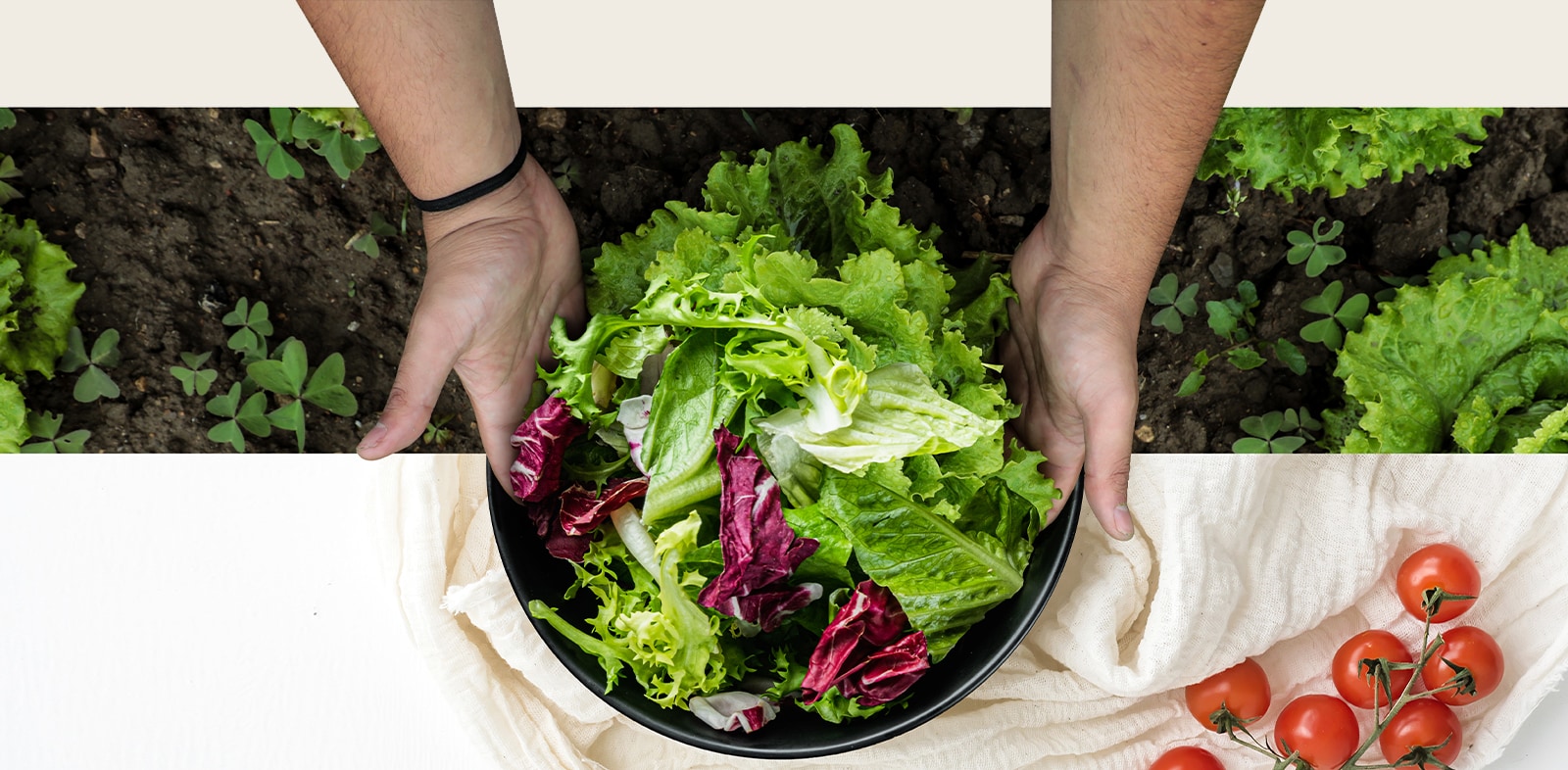 La partie supérieure de l’image montre la récolte de laitue dans un champ. La partie inférieure de l’image montre une salade fraîche dans une assiette ronde. Les légumes dans ces deux images sont connectés de manière naturelle comme s’ils n’étaient qu’une image.