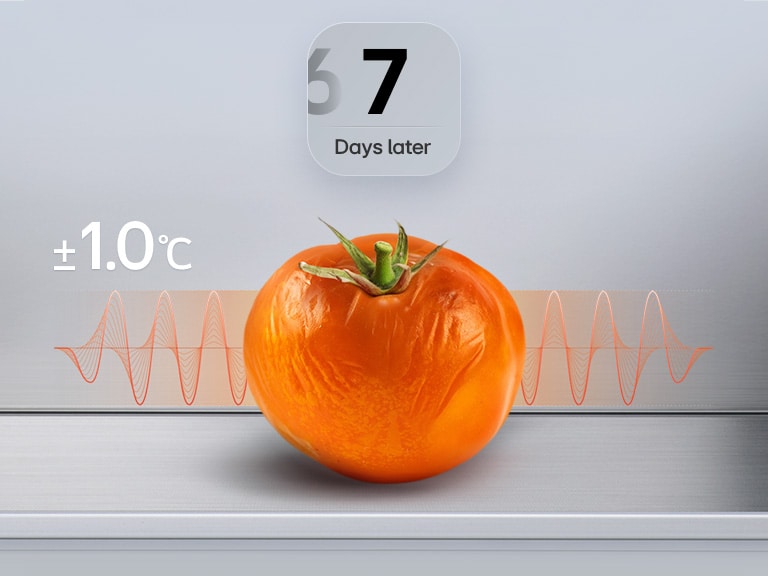 Graphique représentant une tomate flétrie après 7 jours dans un réfrigérateur-congélateur LG (GBBS726CEV), avec un graphique rouge indiquant les fluctuations et le texte « ±1,0 °C ».