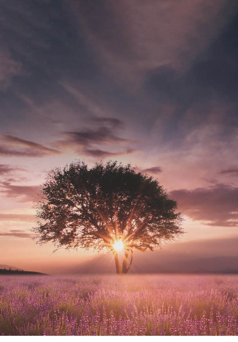 Une image d’un coucher de soleil capturée entre deux arbres dans un champ de lavande est améliorée avec le processeur IA α5 de cinquième génération 4K.