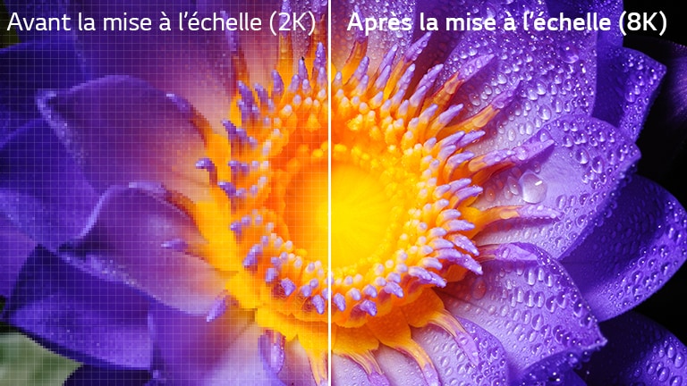 L’image d’une fleur en définition originale 2K sur la gauche et mise à l’échelle en 8K sur la droite.