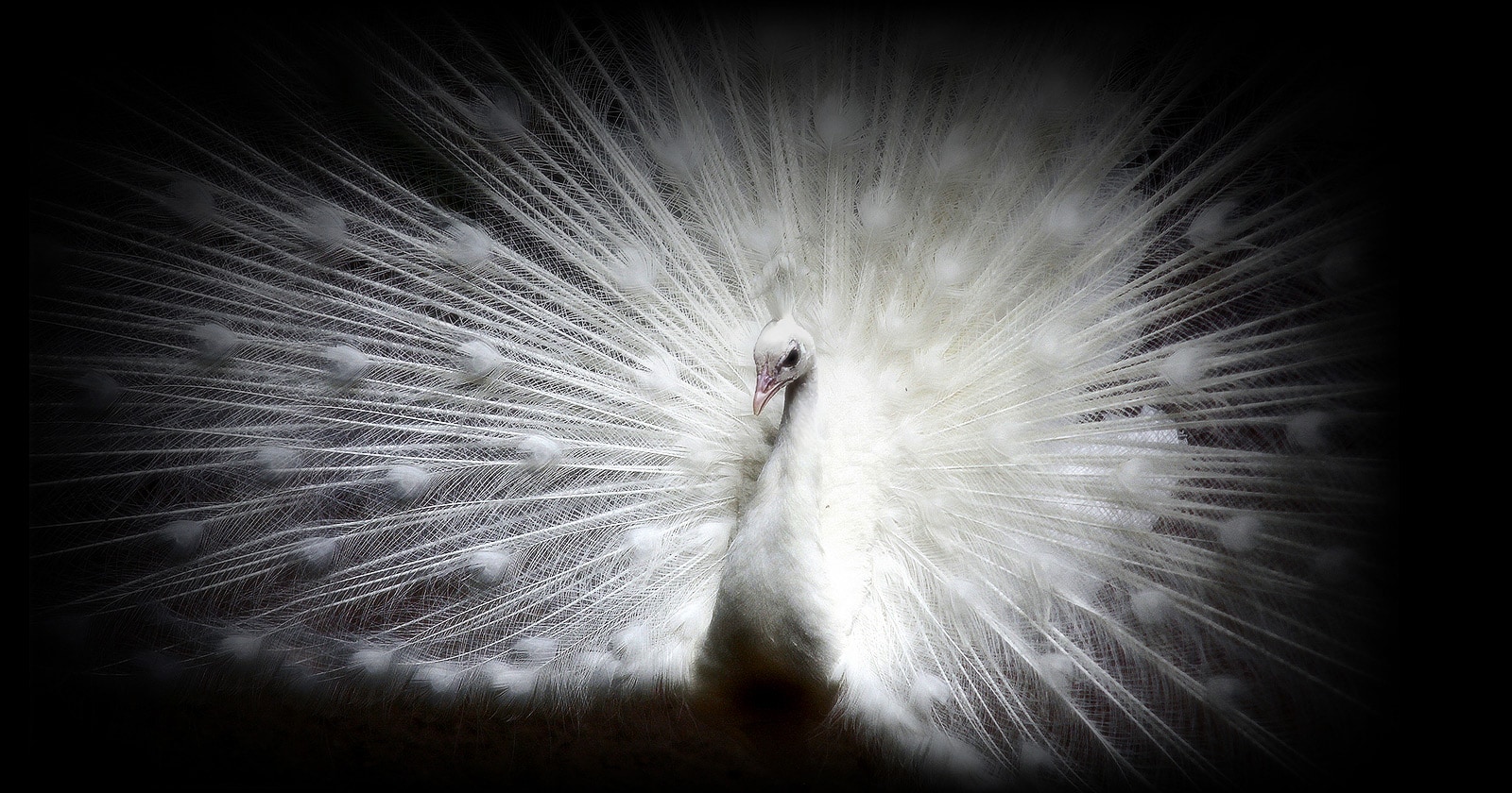 Hình ảnh của một con công trắng trên nền đen trên màn hình OLED EVO cho thấy rõ các chi tiết phức tạp của mỗi chiếc lông vũ