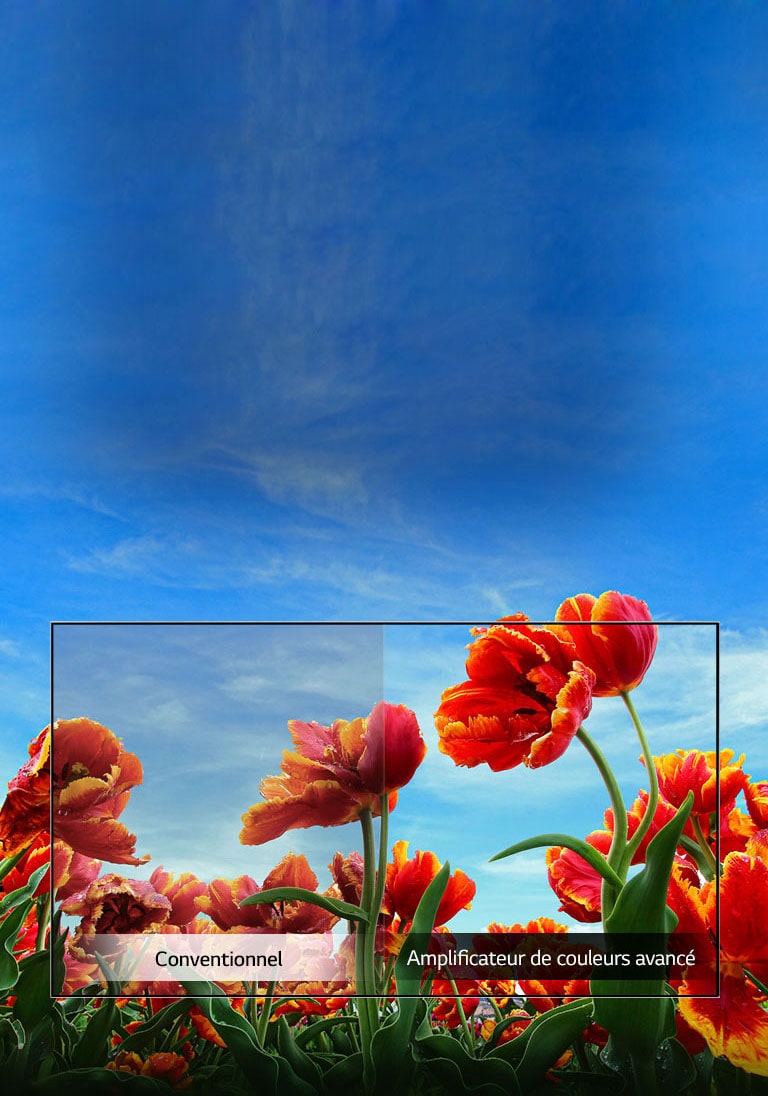 TV-HD-LM55-32-01-Dynamic-Color-Mobile-v1