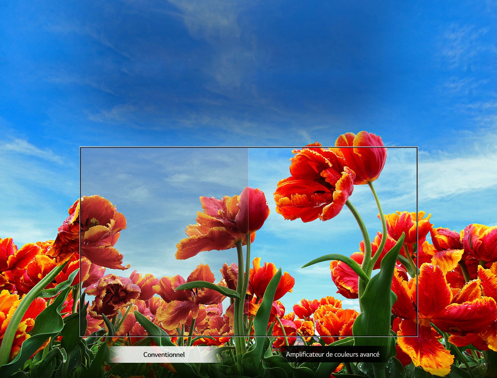 Amplificateur de couleurs dynamiques1