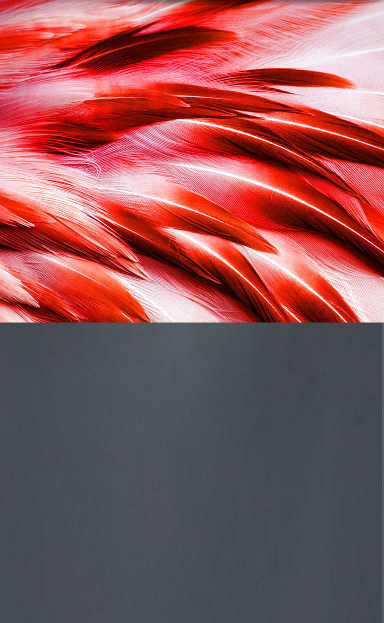 Pourquoi la Real 8K ?2