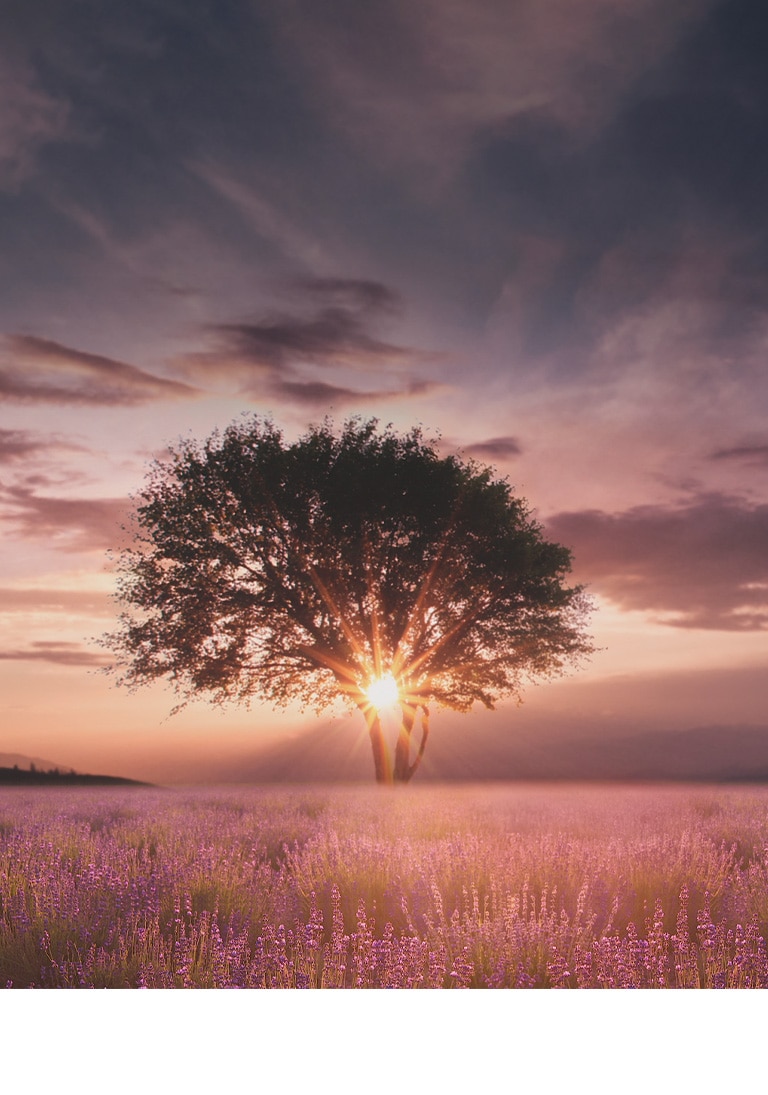 Une image d’un coucher de soleil capturée entre deux arbres dans un champ de lavande est améliorée avec le processeur IA α5 de cinquième génération 4K.
