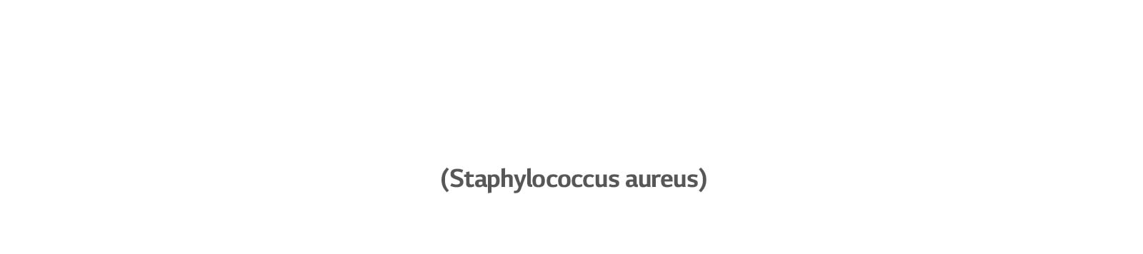 Le staphylococcus aureus, une bactérie qui cause des infections de l’oreille.
