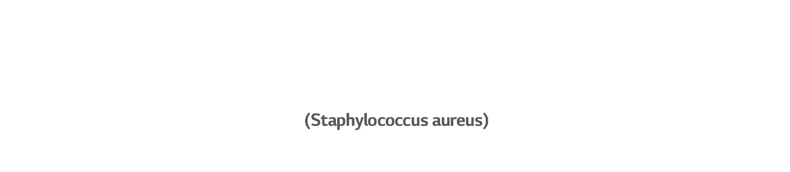 Le staphylococcus aureus, une bactérie qui cause des infections de l’oreille.