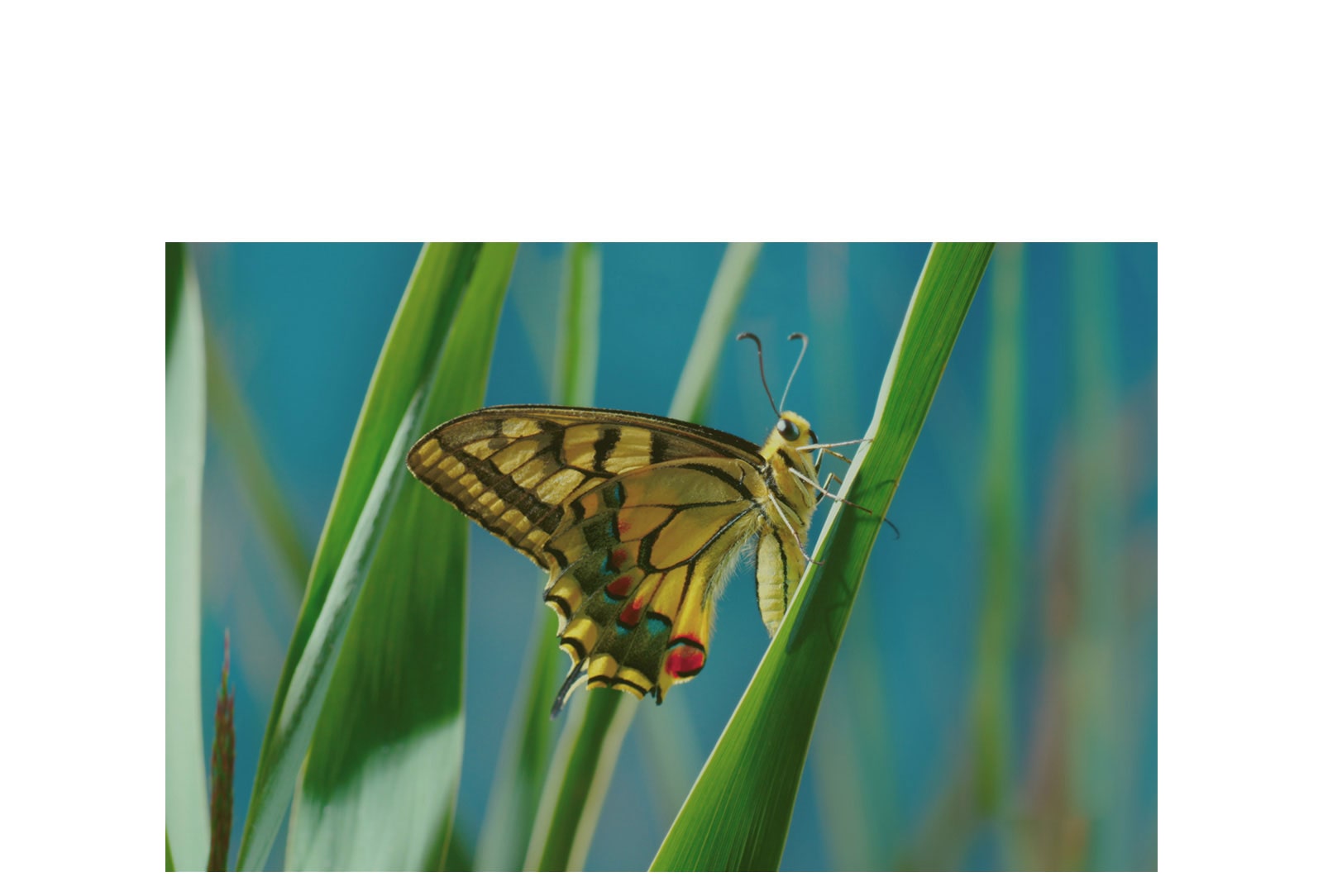 Une qualité d’image exceptionnelle1