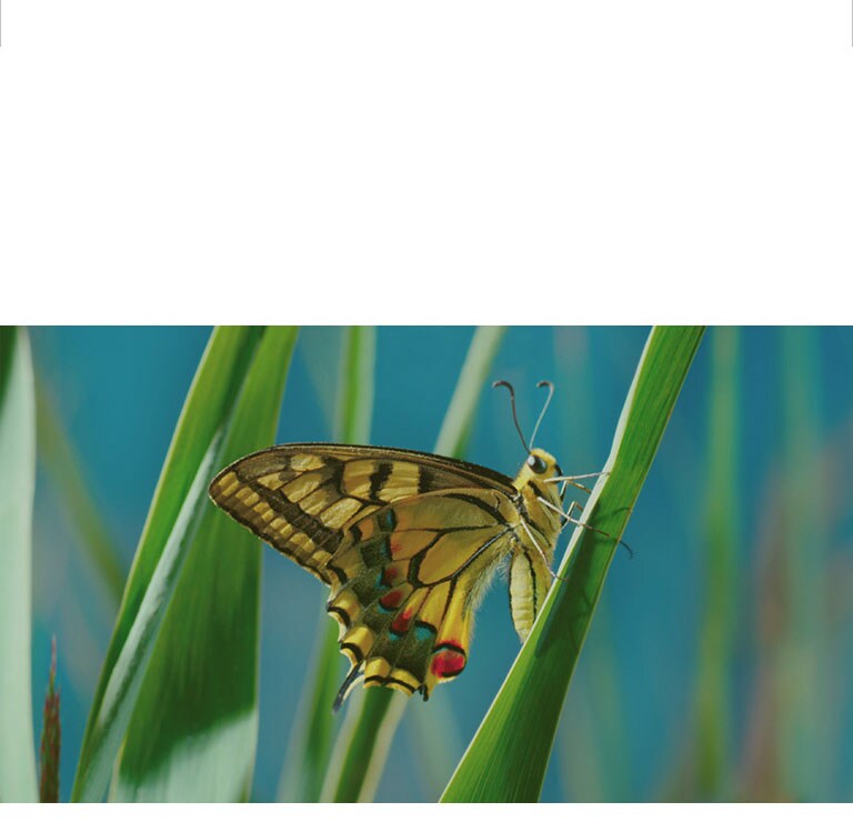 Une qualité d’image exceptionnelle2