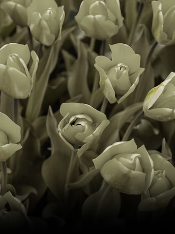 Image sans le mode Color Weakness appliqué.