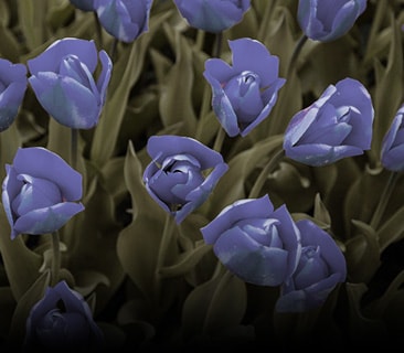 Image avec le mode Color Weakness appliqué.