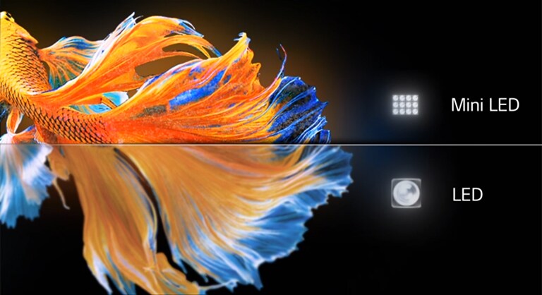 Image d’une queue de poisson. La moitié inférieure de la LED est peu claire et terne. La moitié supérieure du Mini LED est plus nette et plus colorée (lire la vidéo).