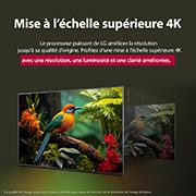LG Smart TV LG QNED AI QNED84 4K 2025 75 pouces, Comparaison avant et après de la façon dont la mise à l’échelle supérieure LG 4K améliore la qualité d’image. Deux panneaux montrant la même image d’un oiseau coloré assis sur une branche dans une for, 75QNED84A6C, thumbnail 7