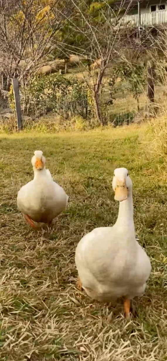2 oies se promènent dans une forêt tranquille