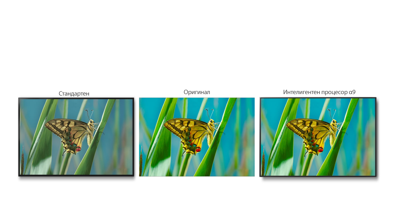 Технология True Color Accuracy Pro1