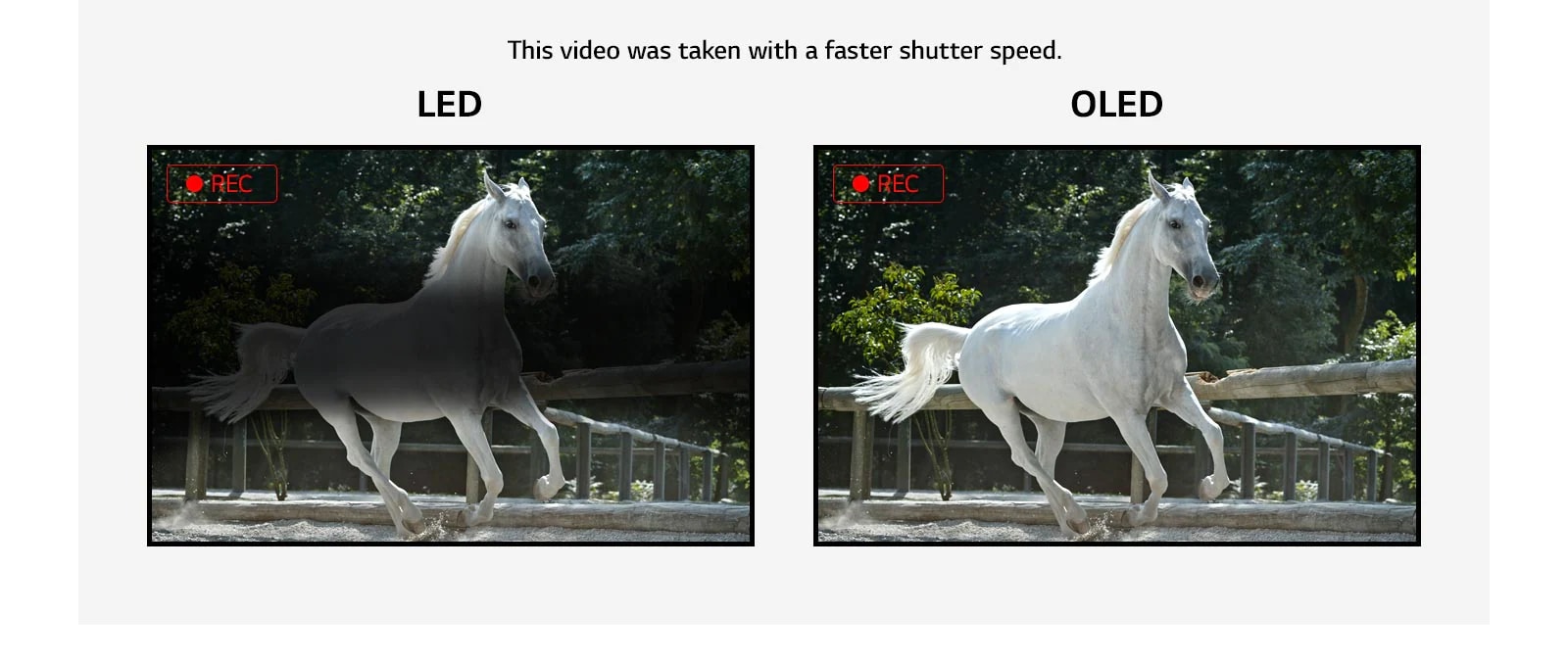 Comparison of flicker on LED display which show a flicker and OLED disaply which is flicker-free while showing a video of a running white horse. (play the video)