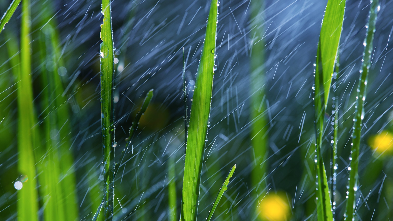 Sonido Virtual Envolvente<br>1