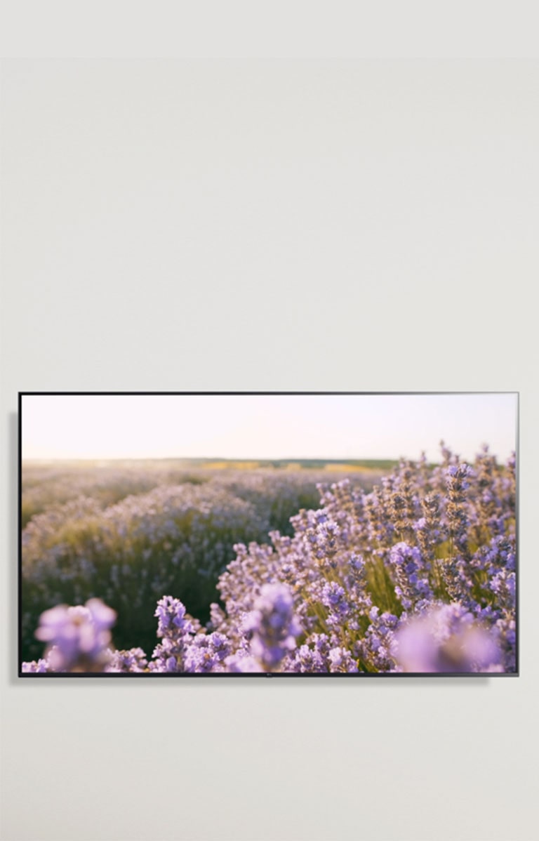 Imagen de un TV con una imagen de flore de colores rosados.