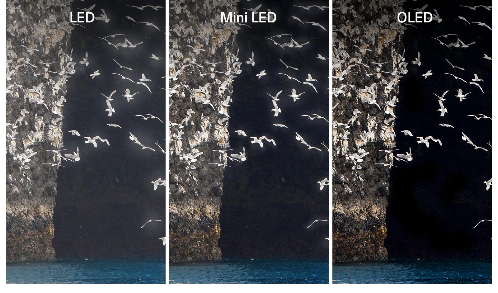 Una comparación de LED, Mini LED y OLED con una misma imagen, un pájaro batiendo las alas en el lago. El LED y el Mini LED muestran un halo alrededor de las alas del pájaro, lo que hace que parezcan poco nítidas. El OLED con el negro perfecto muestra las alas con total claridad.