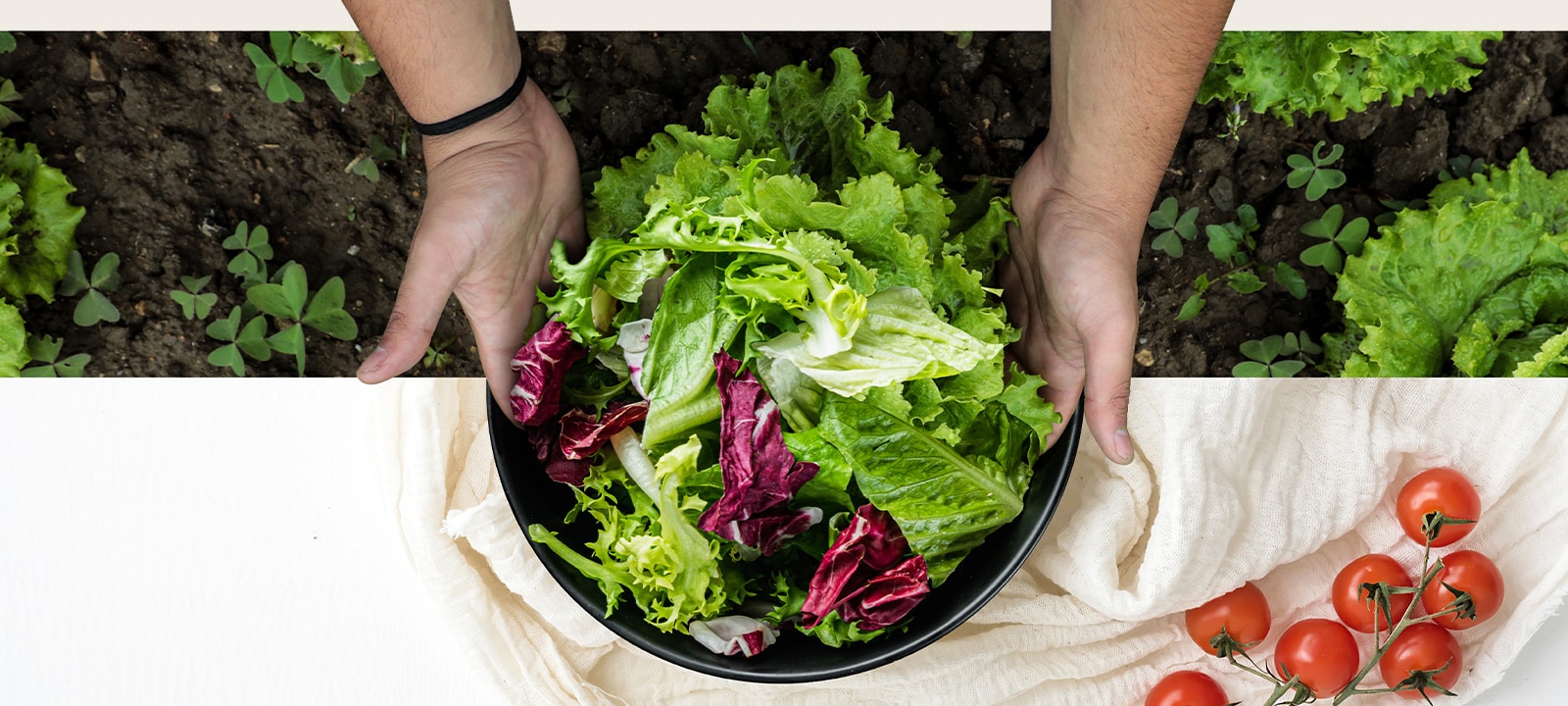 La parte superior de la imagen muestra la cosecha de lechuga en el campo. La parte inferior muestra una ensalada fresca en un plato redondo. Las verduras en estas dos imágenes están naturalmente conectadas como si fueran una sola imagen.