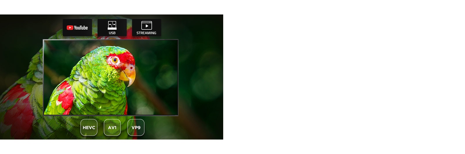 La pantalla del TV muestra un documental sobre el loro verde con los iconos de YouTube, USB y Streaming.