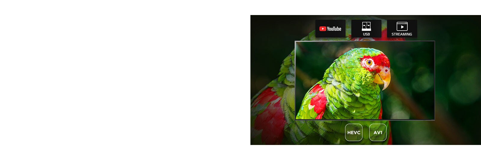 TV screen showing green parrot documentary with Youtube, USB and Streaming icons