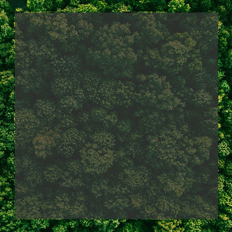 Ein Blick aus der Luft auf den grünen Wald.