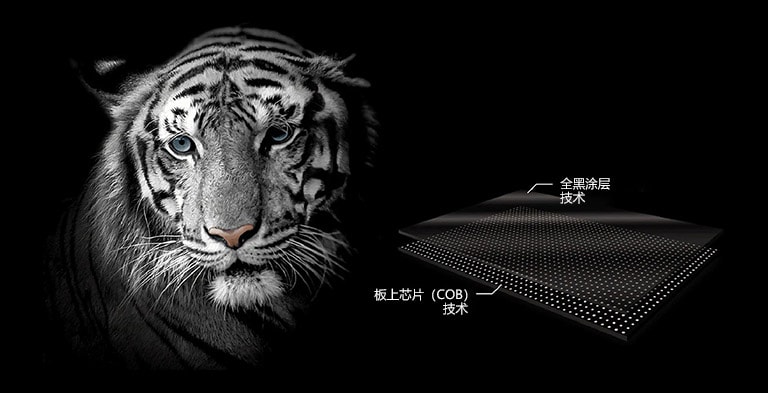 A face of a white tiger for emphasizing the black color 