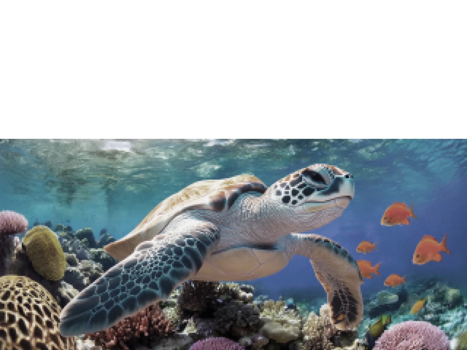 搭载 AI 画质调节 Pro 的 LG OLED AI B6，展示海龟在珊瑚与鱼群上方游动的水下场景——AI 识别并将每一帧画面优化提升至 4K 分辨率。