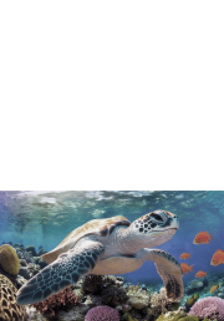LG QNED evo AI QNED82 Mini LED 搭载了 AI Picture Pro，呈现海龟在珊瑚与鱼群上方悠然游动的海底画面，AI 智能识别并将每一帧画面优化提升至 4K 超高清分辨率，镜头拉远后可见一位儿童近距离观看，沉浸于栩栩如生的细腻画质之中。