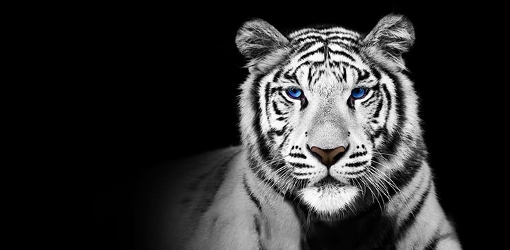 图为黑色背景中的白虎，描绘了亮度增强器 Max。