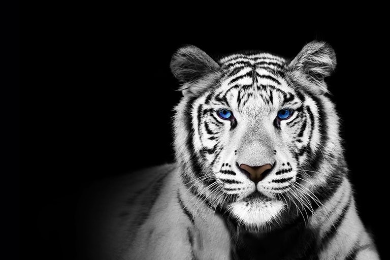 图为黑色背景中的白虎，描绘了亮度增强器 Max。