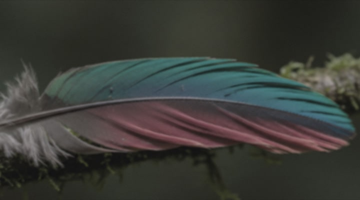 Das LG NANO 4K UHD AI NU85 mit NANO Detail Enhancer zeigt das Bild einer Feder, unterstützt von alpha AI Processor, der feine Texturen erkennt, um Kontrast und Tiefe zu verbessern und ein klareres, dreidimensionaleres 4K-Bild zu liefern.