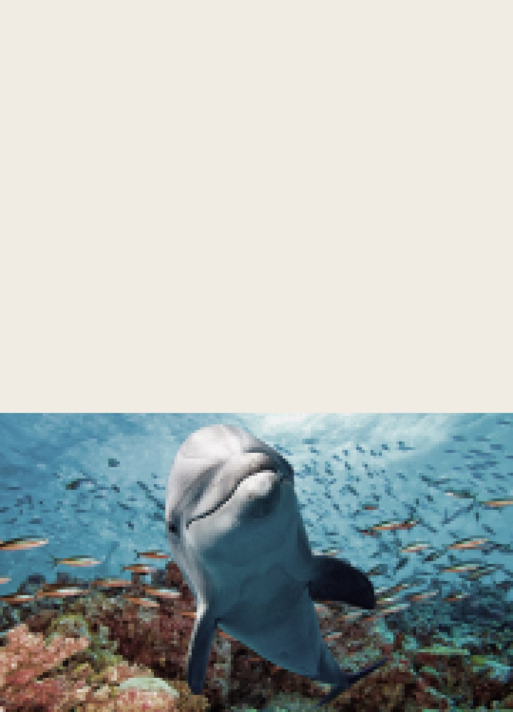 LG NANO 4K UHD AI NU85 with AI Picture Pro shows an underwater scene of a dolphin swimming among coral and fish, as AI recognizes and upscales each frame up to 4K resolution, then zooms out to reveal a child watching up close, immersed in the vivid detail.