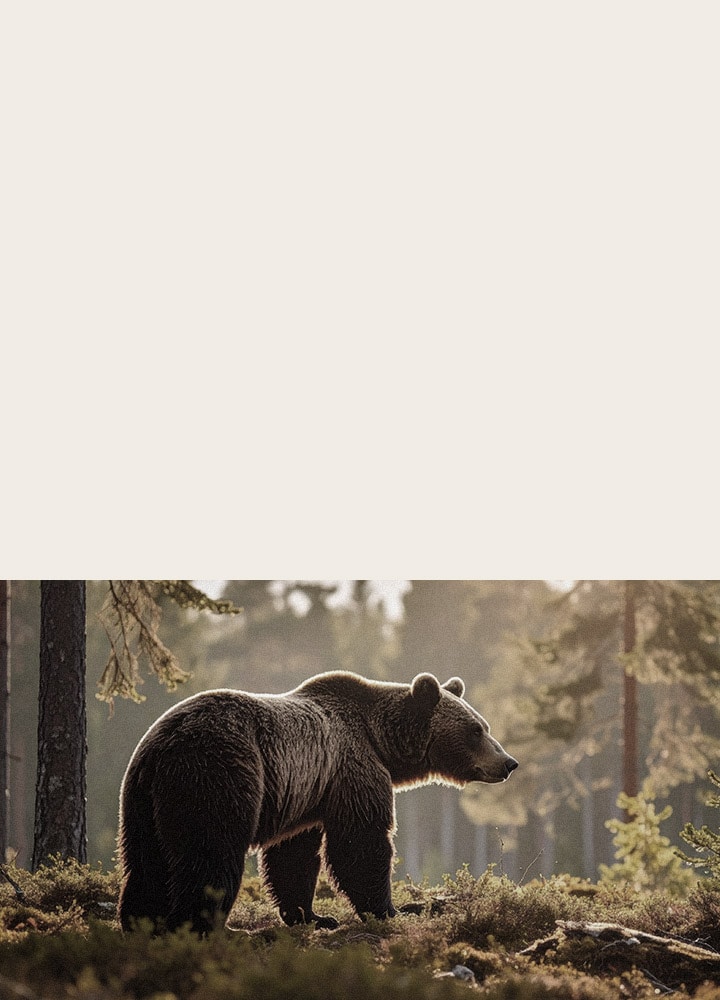 Der LG SMART TV AI LB65 FHD TV mit Dynamic Tone Mapping optimiert eine Szene mit einem Bären im Wald, indem es die Tonwertkurven Frame für Frame analysiert und so reichhaltigere Texturen mit verbessertem Farbkontrast und höherer visueller Klarheit liefert.