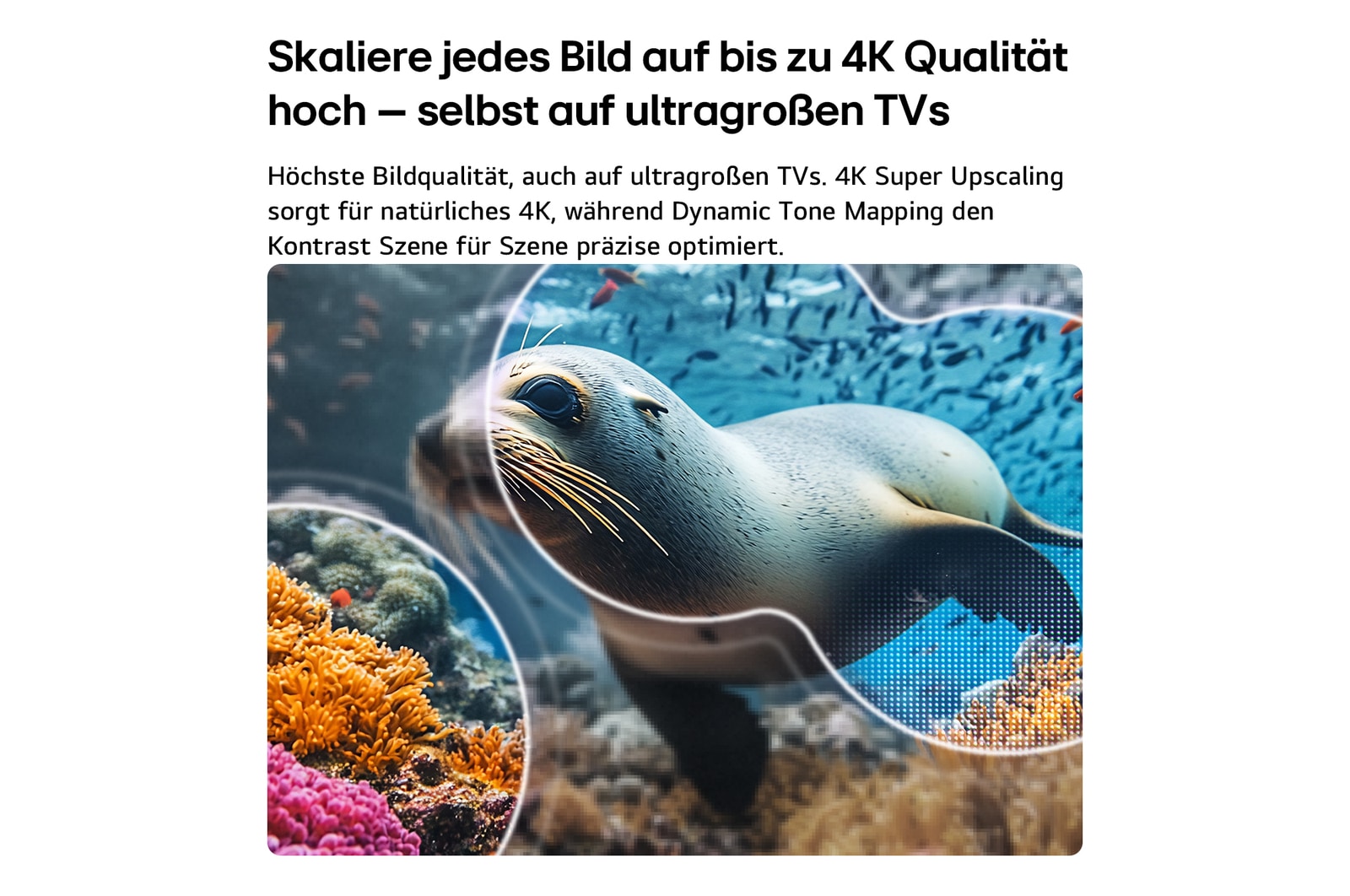 Der LG NANO 4K UHD AI NU80 mit 4K Super Upscaling und Dynamic Tone Mapping zeigt eine Unterwasserszene mit einem Seelöwen, wobei die KI jeden Frame erkennt und auf eine Auflösung von bis zu 4K hochskaliert.