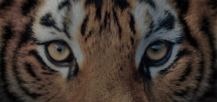LG AI TV with AI Super Upscaling presents a sequence of tiger images improving in clarity, where AI recognizes the image and progressively reduces noise while sharpening detail to deliver refined 4K picture quality.