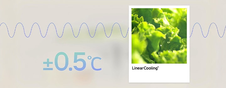 LG fridge freezer with LinearCooling technology maintaining consistent temperature for freshness.