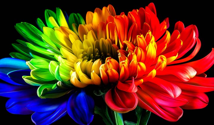 LG Micro RGB evo AI MRGB95, powered by RGB Primary Color Ultra with certified Triple 100% Color Coverage, showcases its revolutionary color expression by displaying a flower image with rich, balanced color and refined contrast.