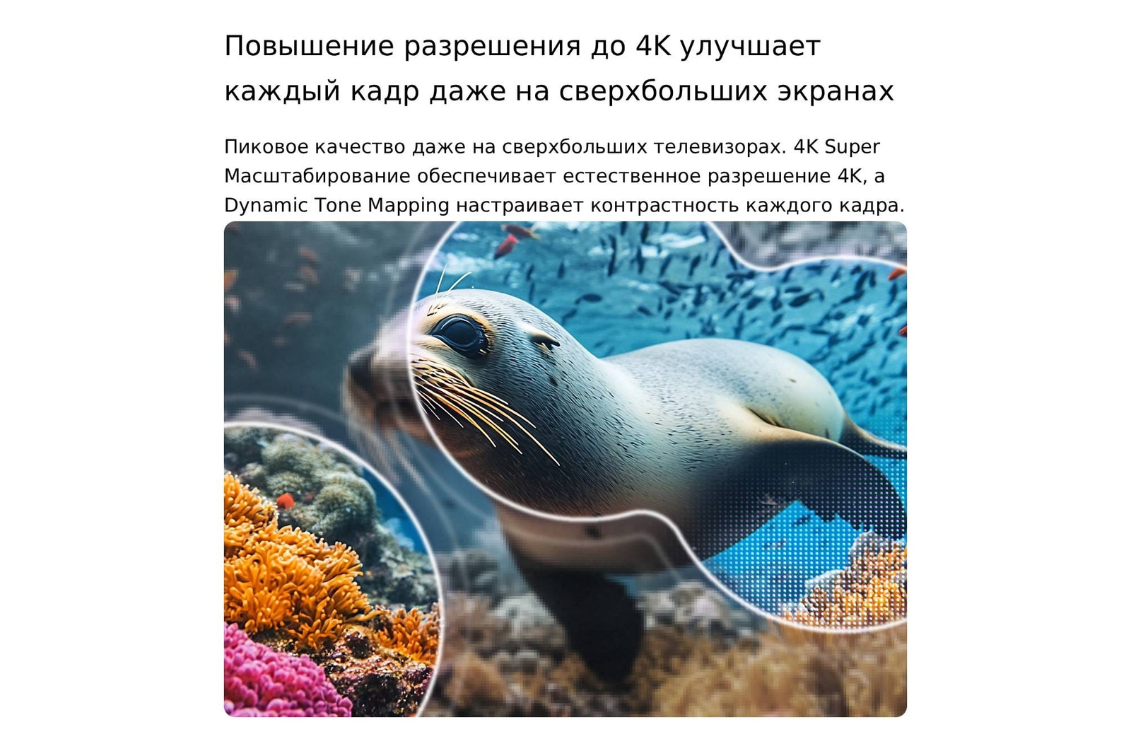 LG NANO 4K UHD AI NU85 с технологиями 4K Super Upscaling и Dynamic Tone Mapping показывает подводную сцену с морским львом, а ИИ распознает и масштабирует каждый кадр до разрешения 4K.