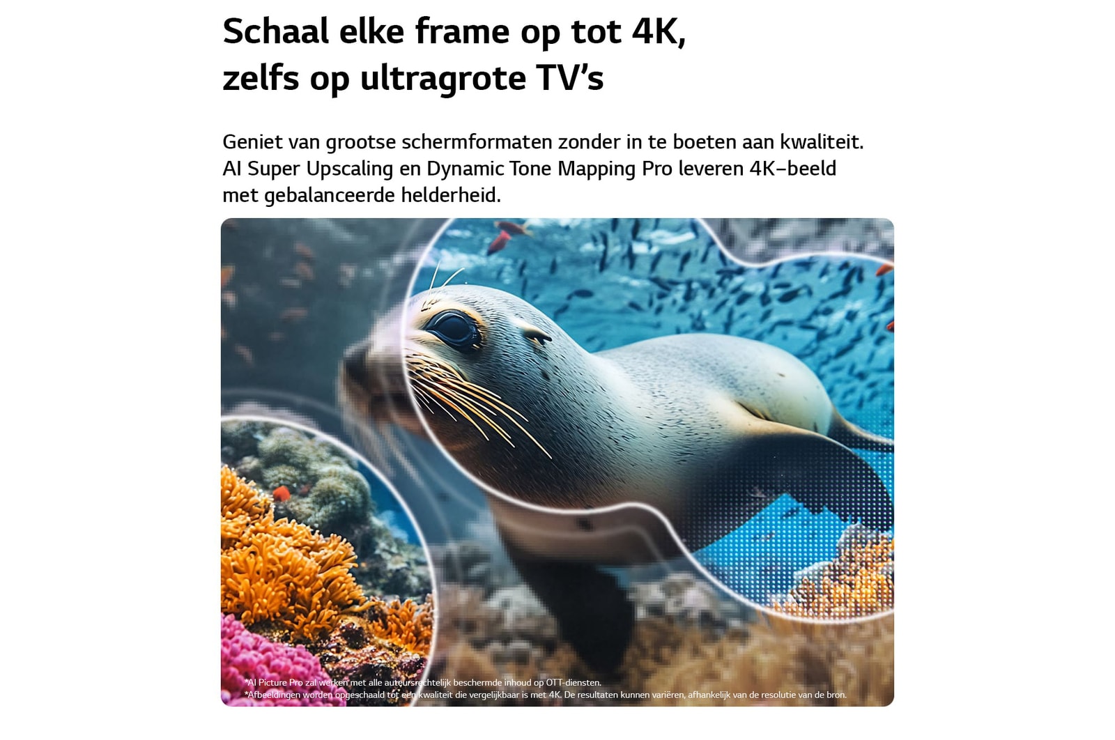 Een LG NANO 4K UHD AI NU80 met 4K Super Upscaling en Dynamic Tone Mapping toont een onderwaterscène van een zeeleeuw, terwijl AI elk frame herkent en opschaalt tot een resolutie van 4K.