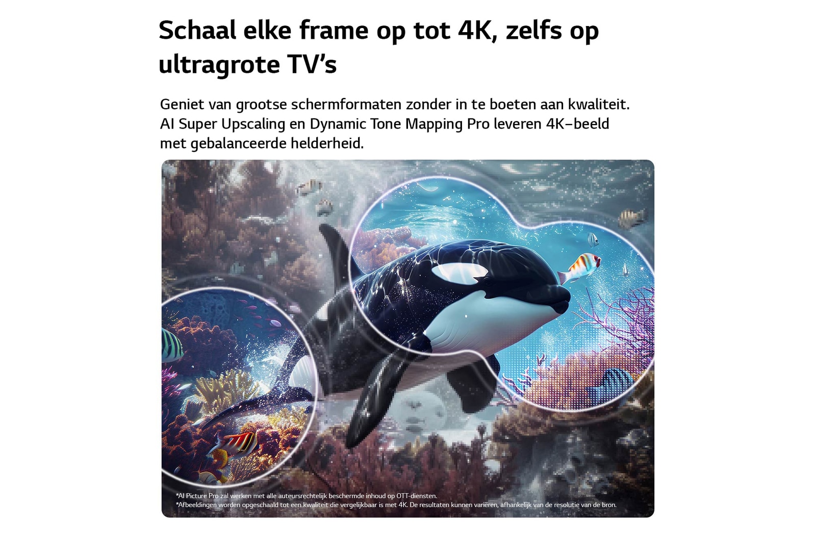 Een LG QNED evo AI QNED70 Mini LED met 4K Super Opschalen en Dynamic Tone Mapping toont een onderwaterscène van een zeeleeuw, terwijl AI elk frame herkent en opschaalt tot een resolutie van 4K.