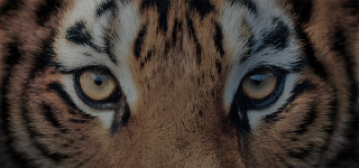 LG AI TV with AI Super Upscaling presents a sequence of tiger images improving in clarity, where AI recognizes the image and progressively reduces noise while sharpening detail to deliver refined 4K picture quality.