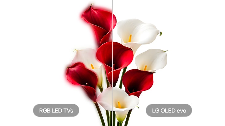 LG OLED evo TV compares RGB LED TVs with LG OLED evo using red and white flowers to demonstrate Color Crosstalk Free technology. LG OLED evo preserves clear color separation between adjacent petals with over 8.3 million self-lit pixels, maintaining distinct colors and sharp boundaries without color crosstalk.