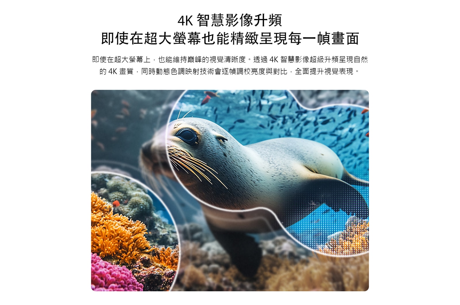 配備 4K AI 智慧影像超級升頻與動態色彩調節技術的 LG NANO 4K UHD AI NU85，顯示水下海獅場景，AI 自動辨識並將每一幀畫面升級至 4K 解析度。