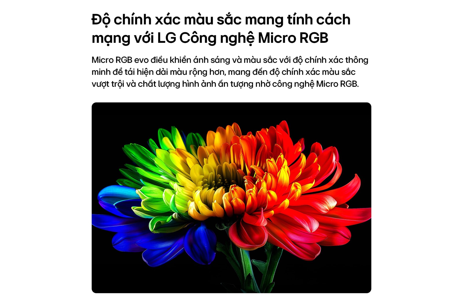 LG Micro RGB evo AI MRGB95, powered by RGB Primary Color Ultra, shows a flower image on the screen, with precisely controlled red, green, and blue light from distinct Micro RGB engines for balanced color and refined contrast. 
