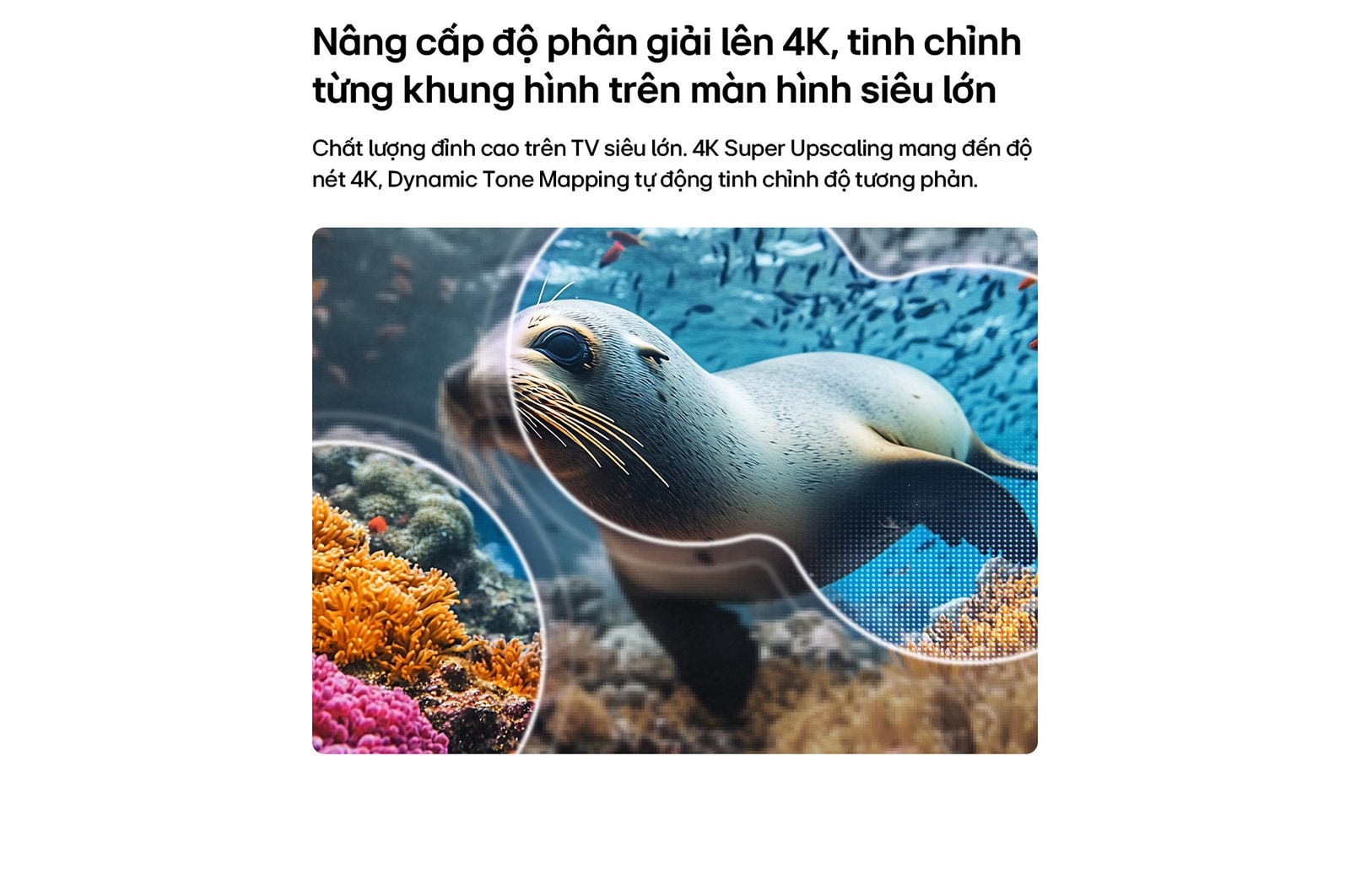 LG NANO 4K UHD AI NU85 with 4K Super Upscaling and Dynamic Tone Mapping shows an underwater scene of a sea lion, as AI recognizes and upscales each frame up to 4K resolution.
