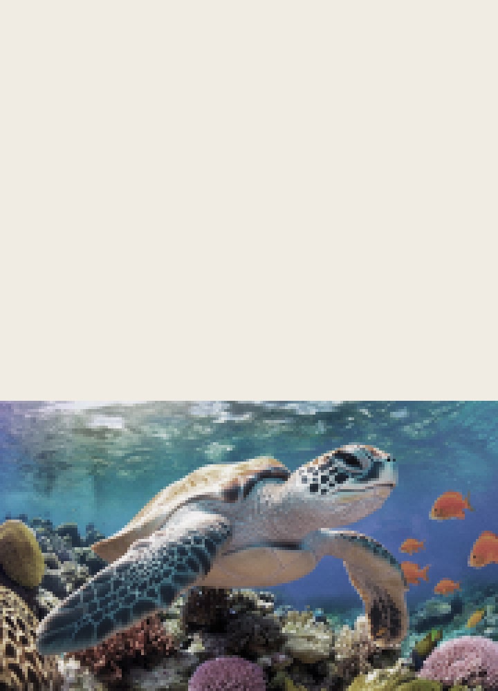 LG OLED AI B6 với AI Picture Pro hiển thị cảnh rùa biển bơi trên rạn san hô giữa đàn cá dưới đại dương, với AI nhận diện và nâng cấp từng khung hình lên độ phân giải 4K.