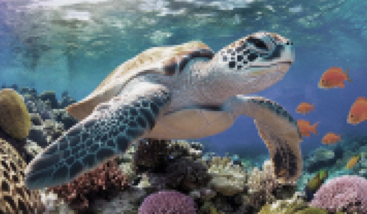 LG QNED evo AI Mini LED with AI Super Upscaling shows an underwater scene of a sea turtle gliding above coral and fish as AI enhances each frame up to 4K, then zooms out to reveal a child watching up close, immersed in vivid detail.