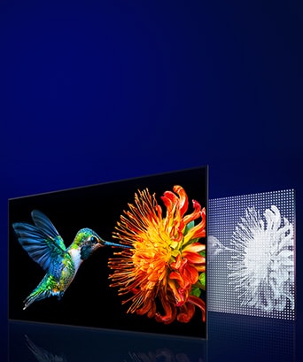 Die LG QNED evo AI Mini LED zeigt einen Kolibri mit einer Blume neben einem Panel aus dicht angeordneten Mini-LED-Leuchten, wo die präzise Dimmsteuerung die Helligkeit und den Kontrast über das Display hinweg verbessert.